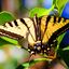   Western swallowtail butterfly  