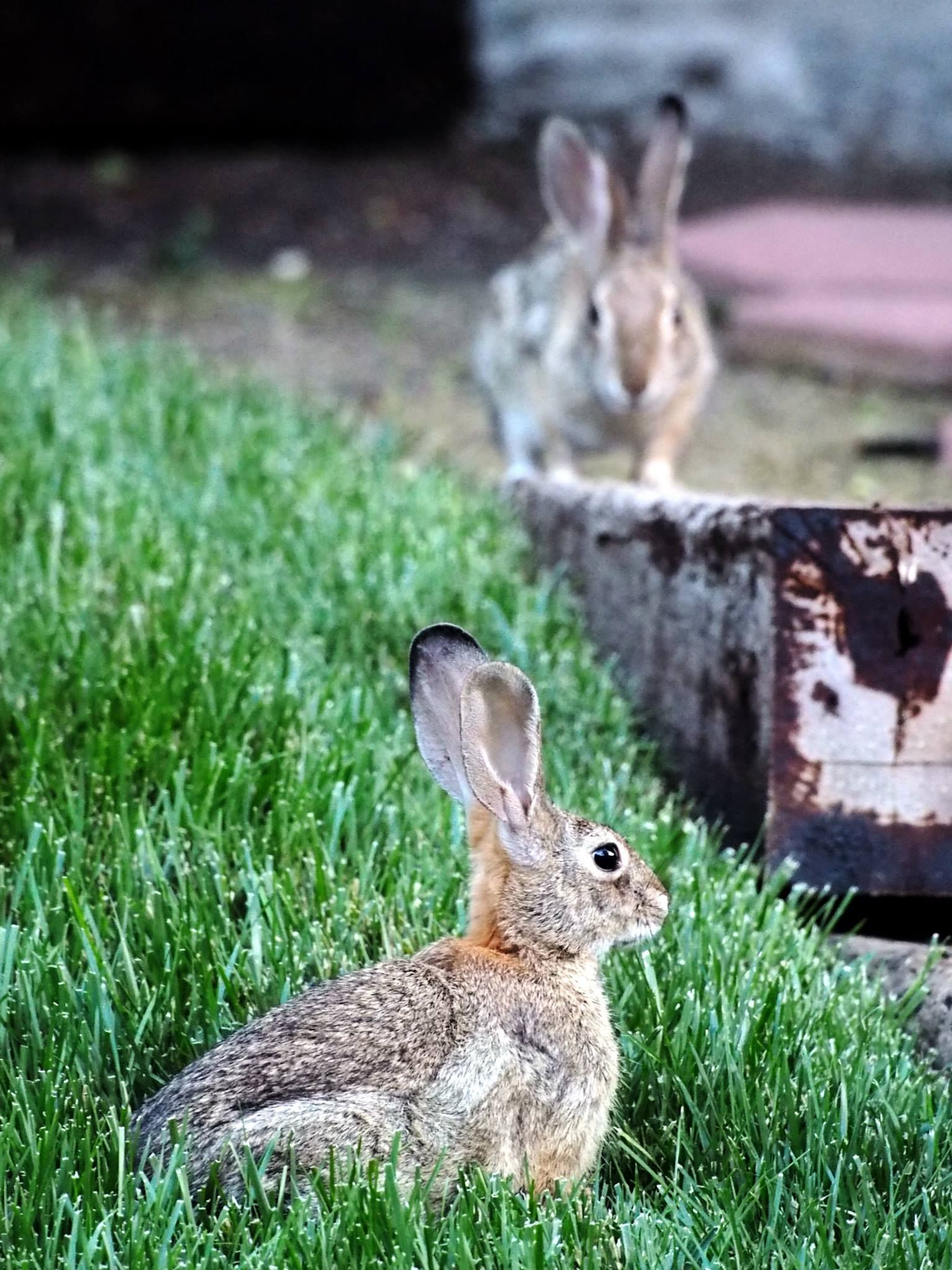   Desert cottontails  