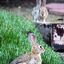 Desert cottontail rabbits