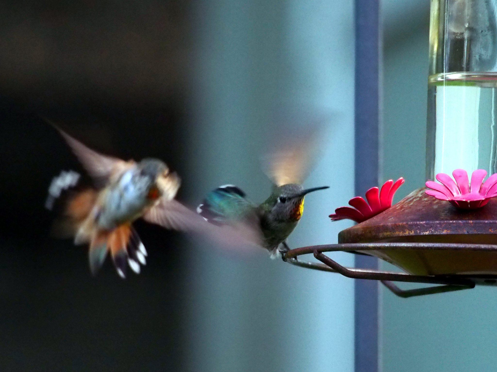 Hummingbirds fighting