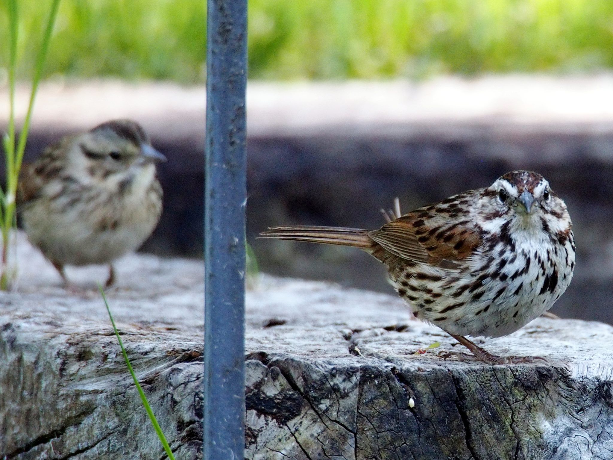 One-legged song sparrow with chick in the background