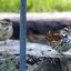One-legged song sparrow with chick in the background