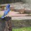   Male Western bluebird  