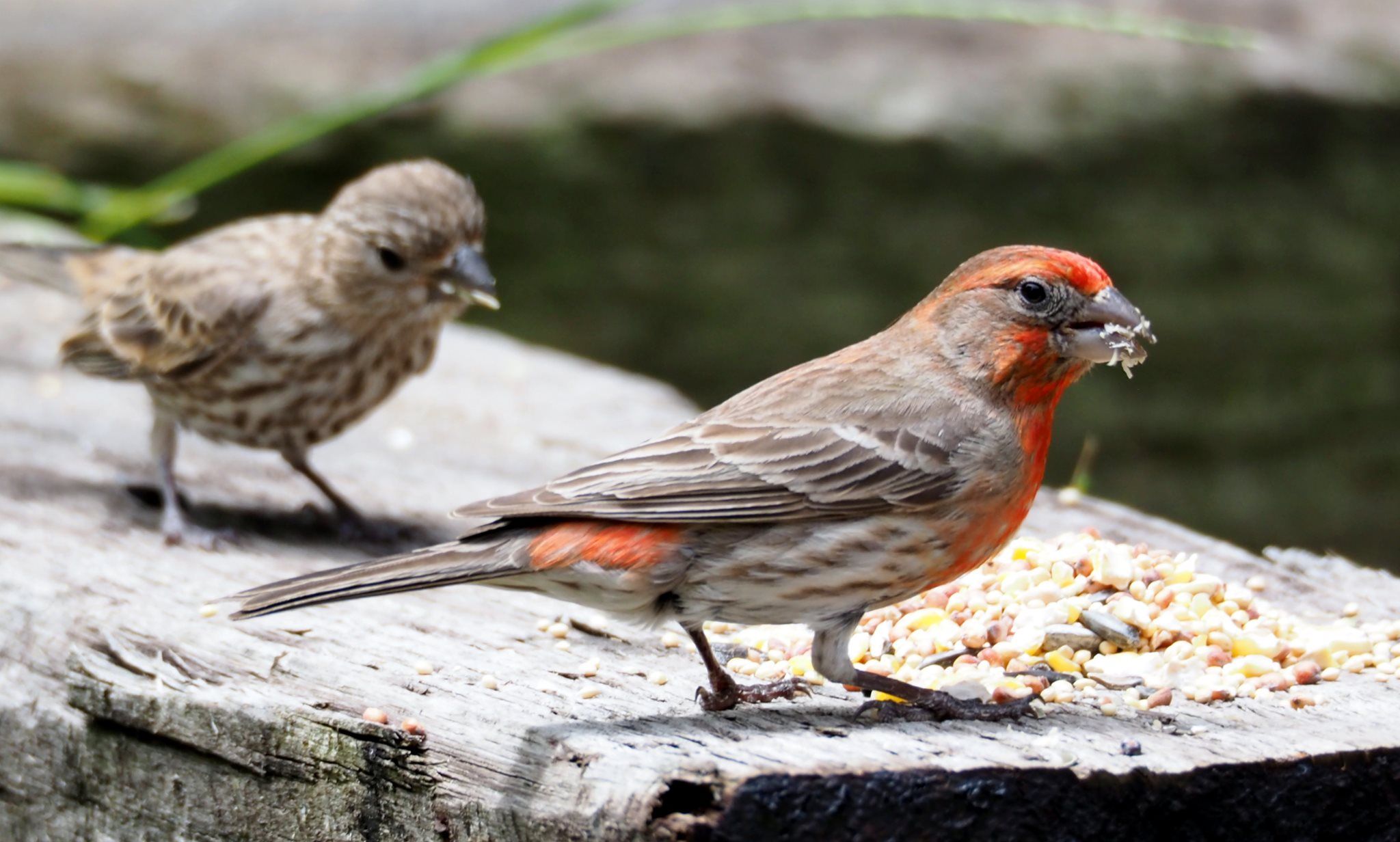 House finch and chick