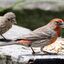 House finch and chick