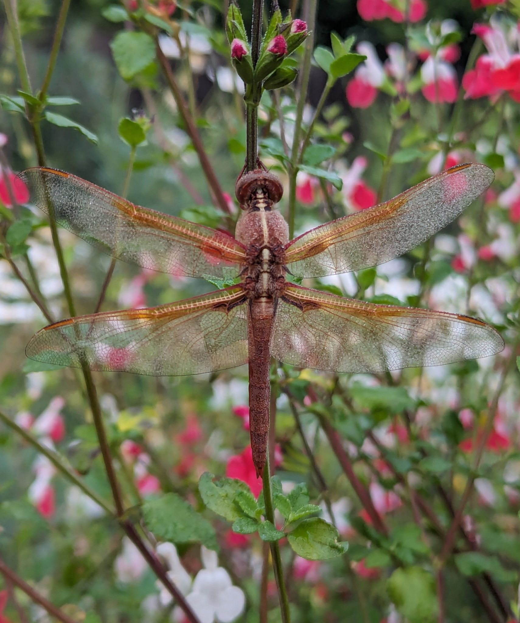  Female flame skimmer 