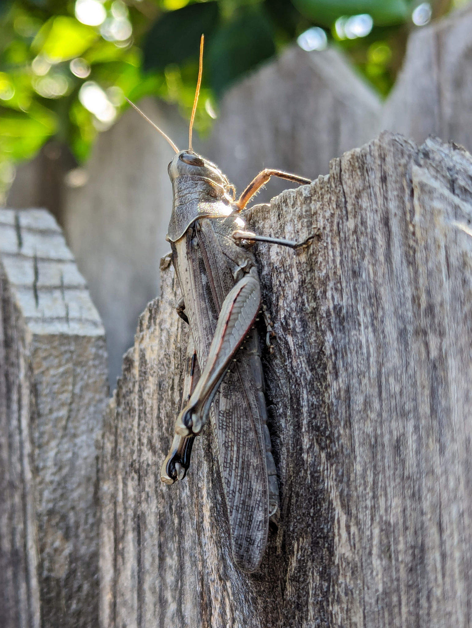  Gray bird grasshopper (Schistocerca nitens) 