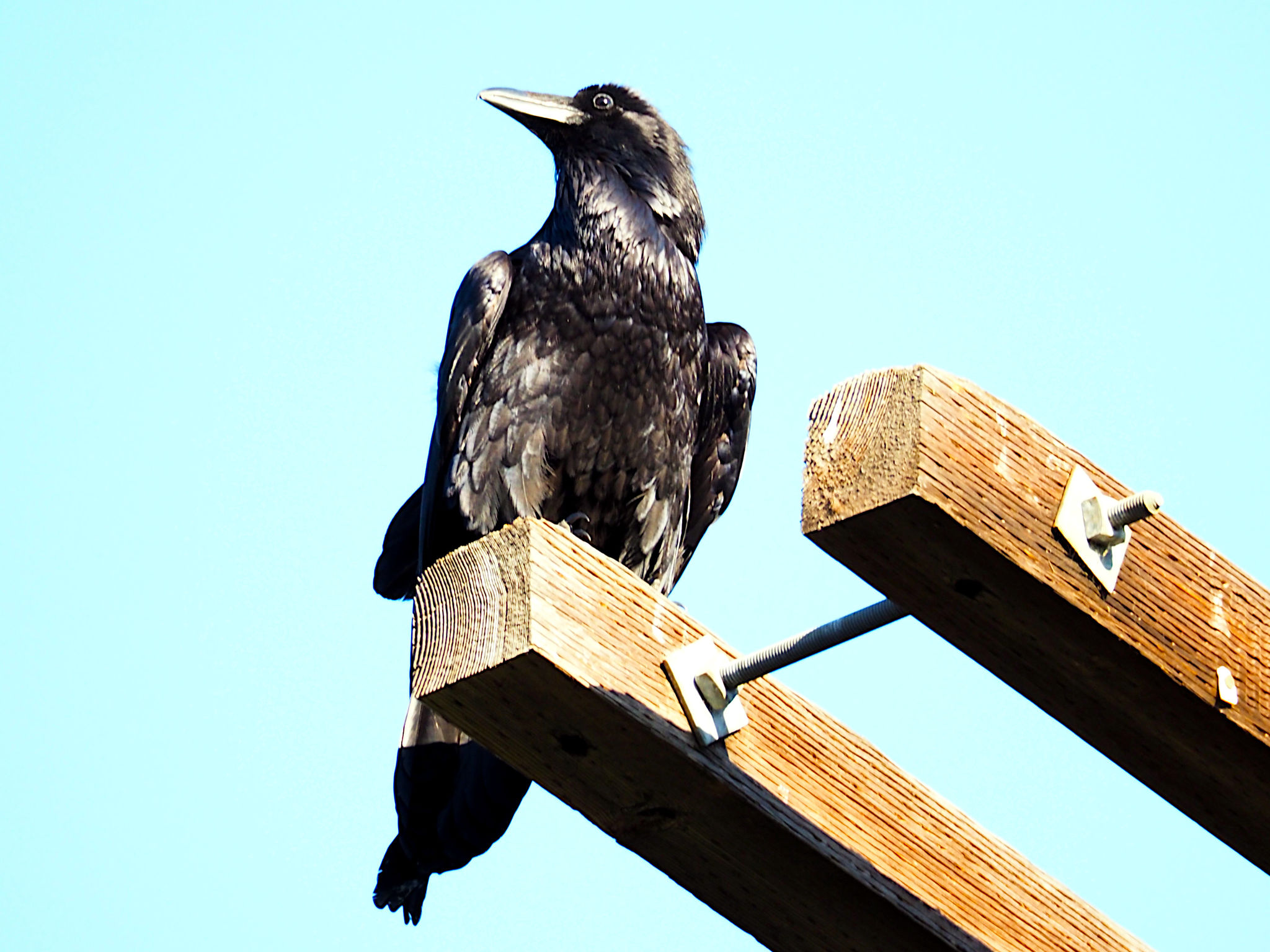  Common Raven 