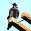  Common Raven 