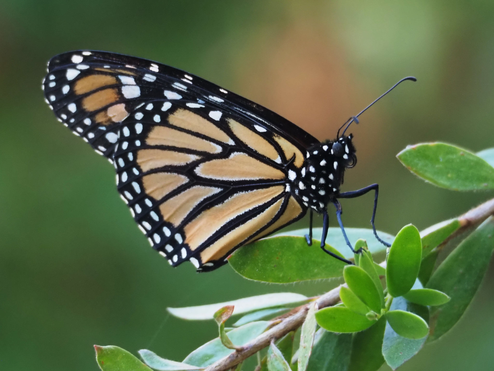  Monarch butterfly 