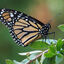  Monarch butterfly 