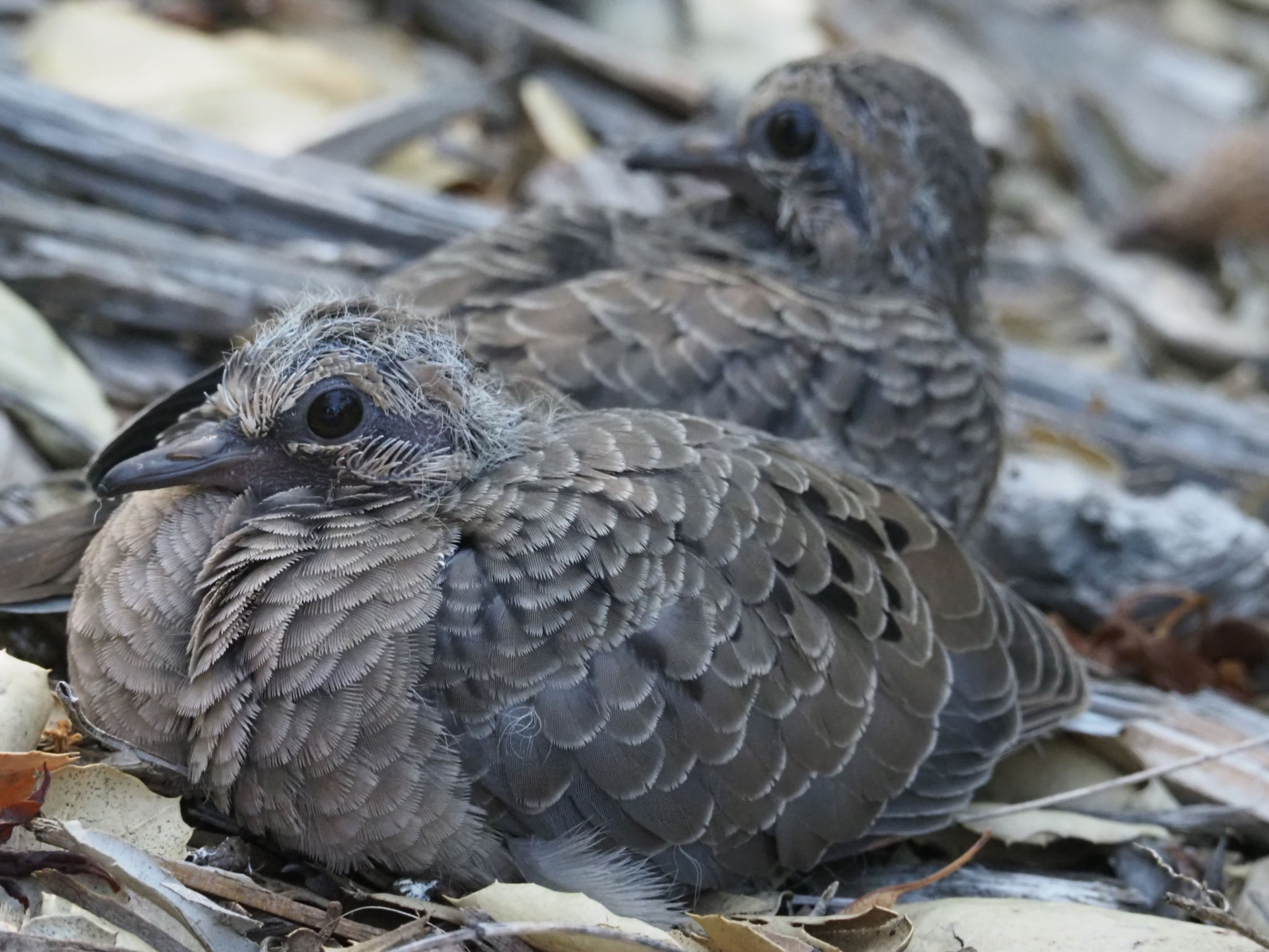  Mourning Dove fledglings 