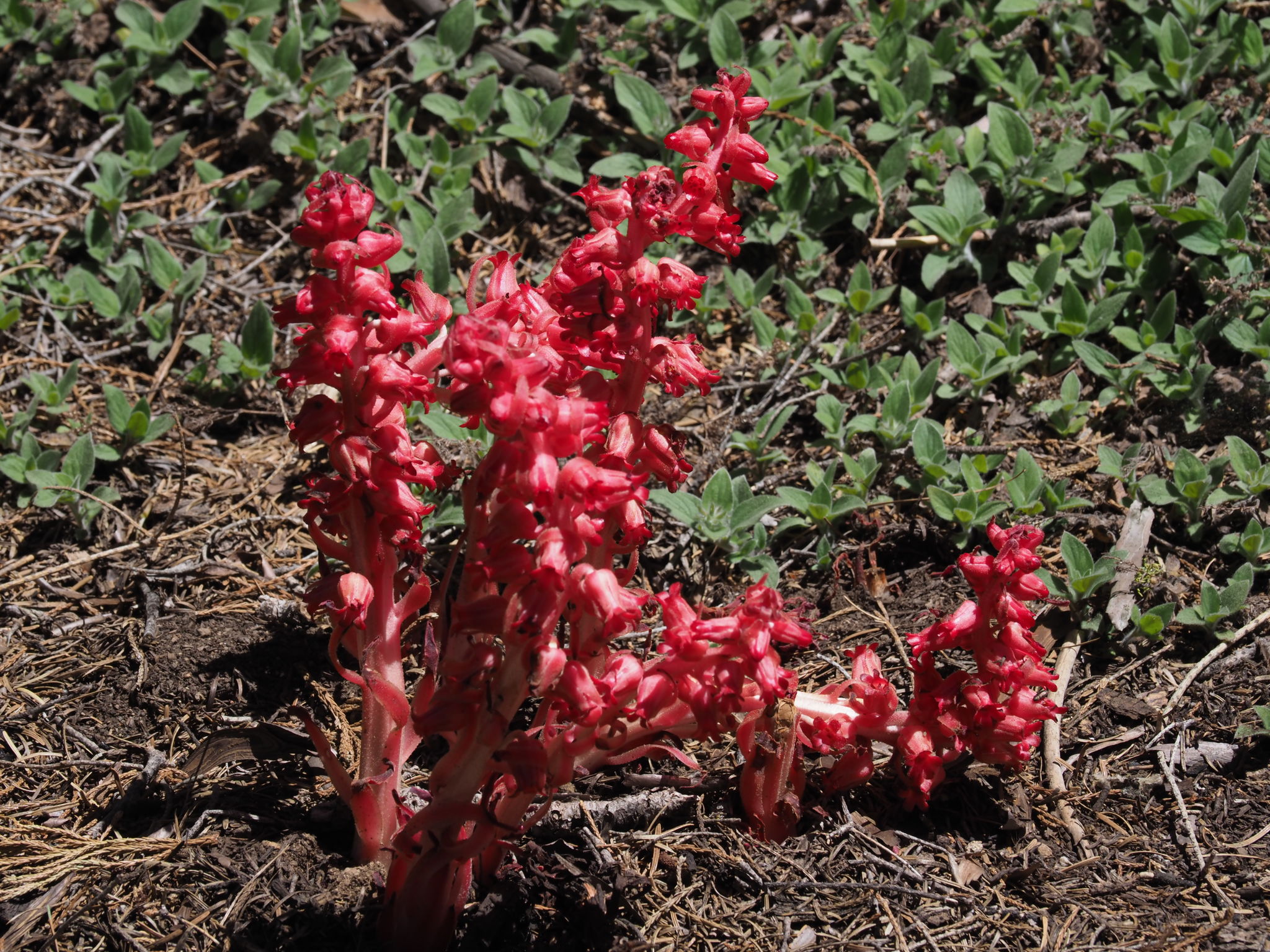  Snow Plant 