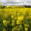 France 2024 - Canola (rapeseed) crops are widespread around Saint-Quentin.