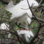Taiwan 2024 - Little Egrets in breeding plumage attempting to make some more Little Egrets in Daan Forest Park (大安森林公園).