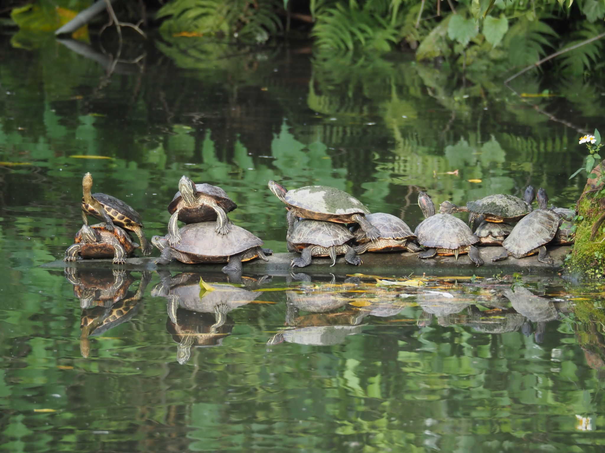  Taiwan, 28 Mar 2024  Red eared slider turtles basking in the big pond in Daan Forest Park.