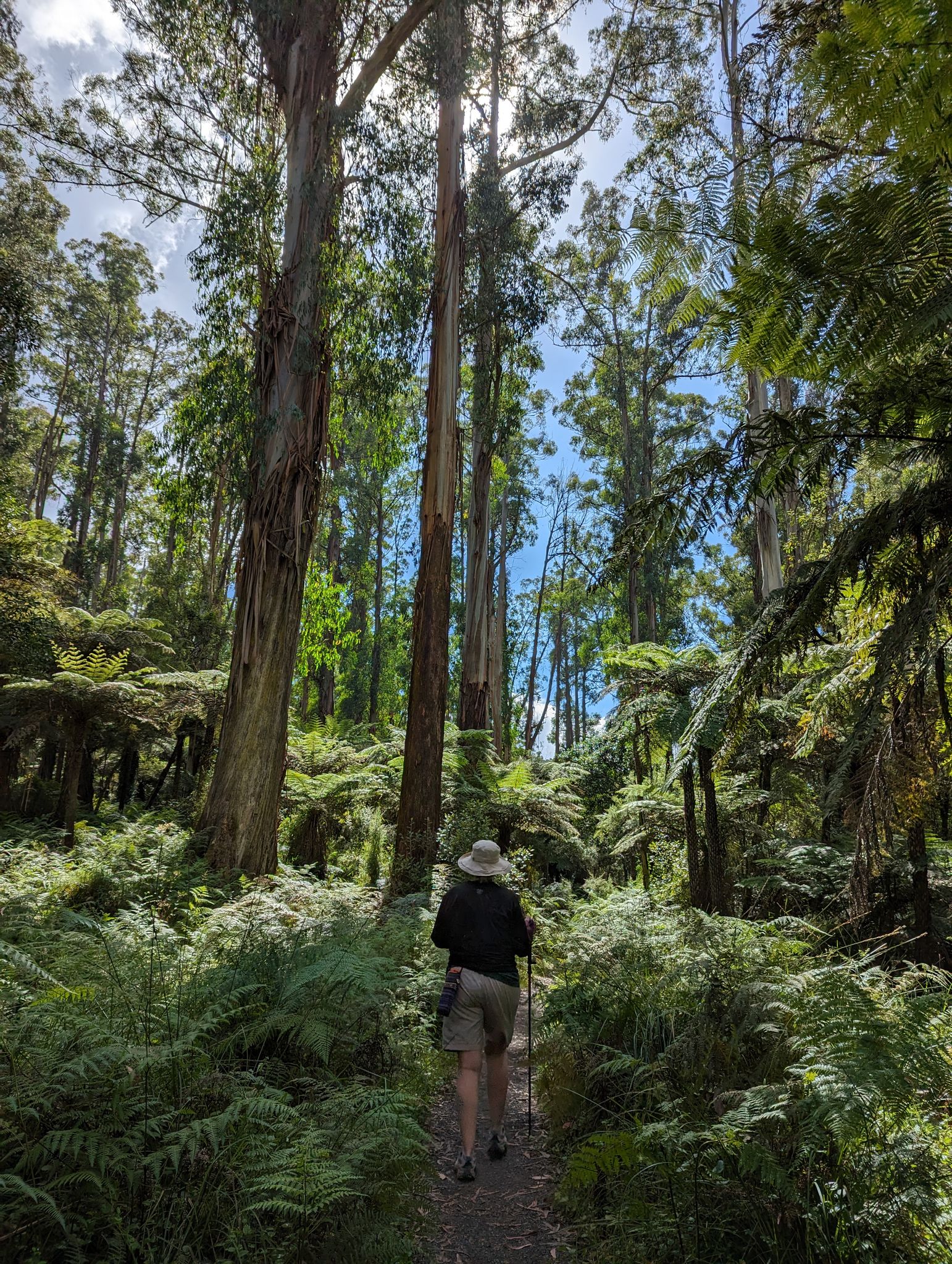  Melbourne, 5 Feb 2024  Walking the Coles Ridge, Welch Track, Paddy Track, Neuman Track, and Lyrebird Walk loop in the Dandenong Ranges National Park.