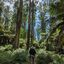 Melbourne 2024 - Walking the Coles Ridge, Welch Track, Paddy Track, Neuman Track, and Lyrebird Walk loop in the Dandenong Ranges National Park.