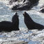  Aotearoa New Zealand, 26 Jan 2024  New Zealand fur seals/kekeno squabbling in the rock pools at Kaitiki Point.